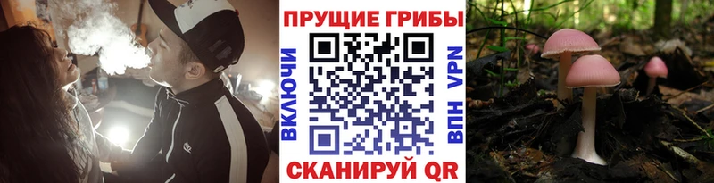 mega зеркало  Зубцов  Галлюциногенные грибы Cubensis 